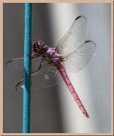IMG_5847.JPG