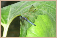 IMG_7378.jpg