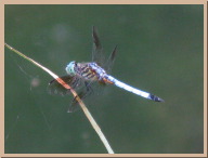 IMG_7403.JPG