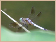 IMG_7407.JPG