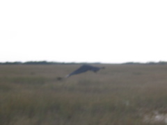 IMG_8758