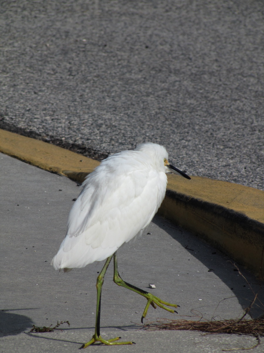 IMG_7551.jpg