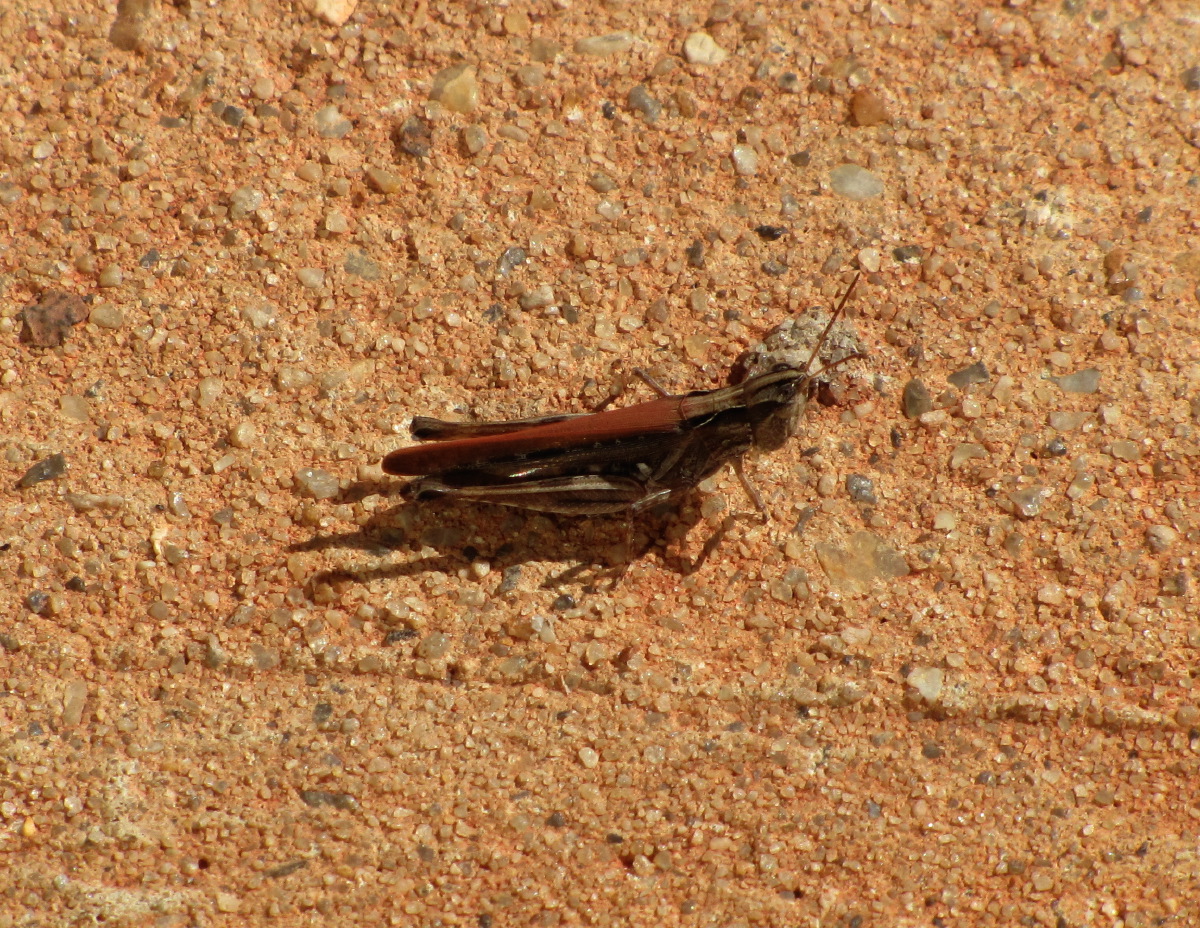 IMG_4118.JPG