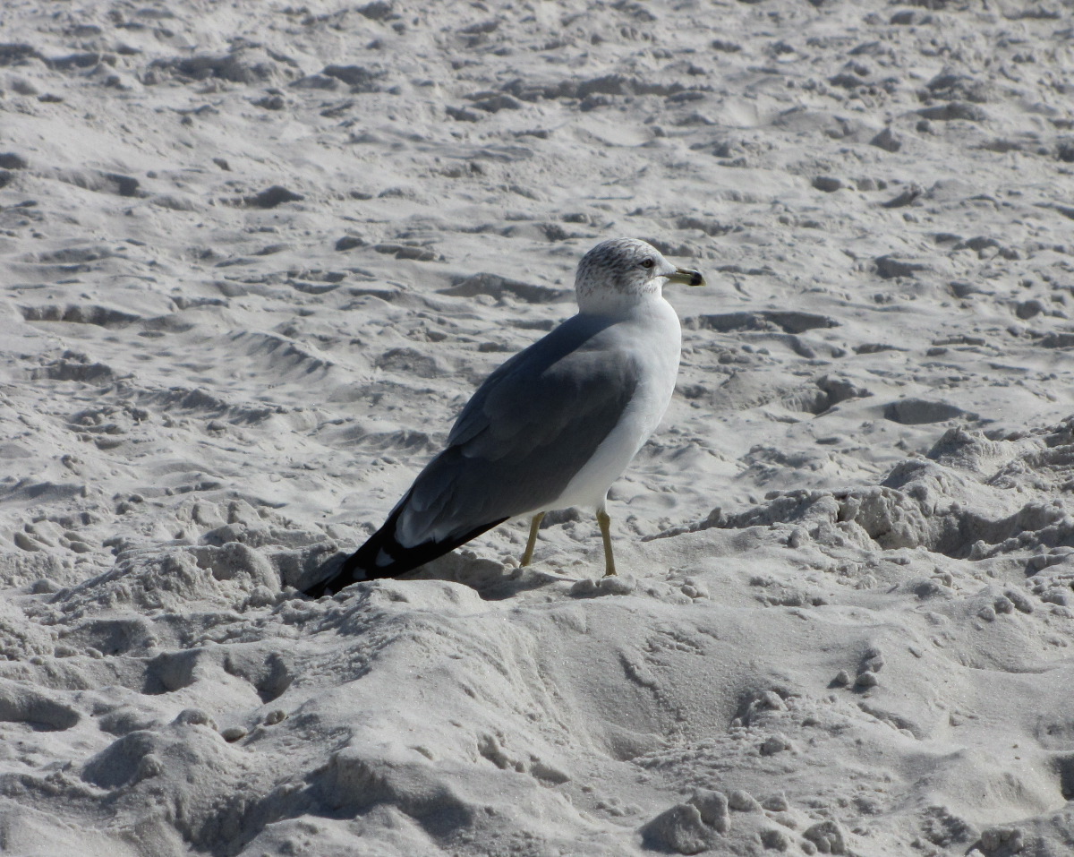 IMG_7713.JPG