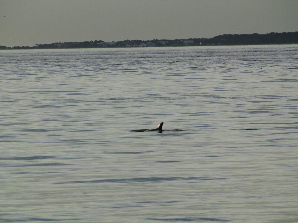 IMG_7984.JPG