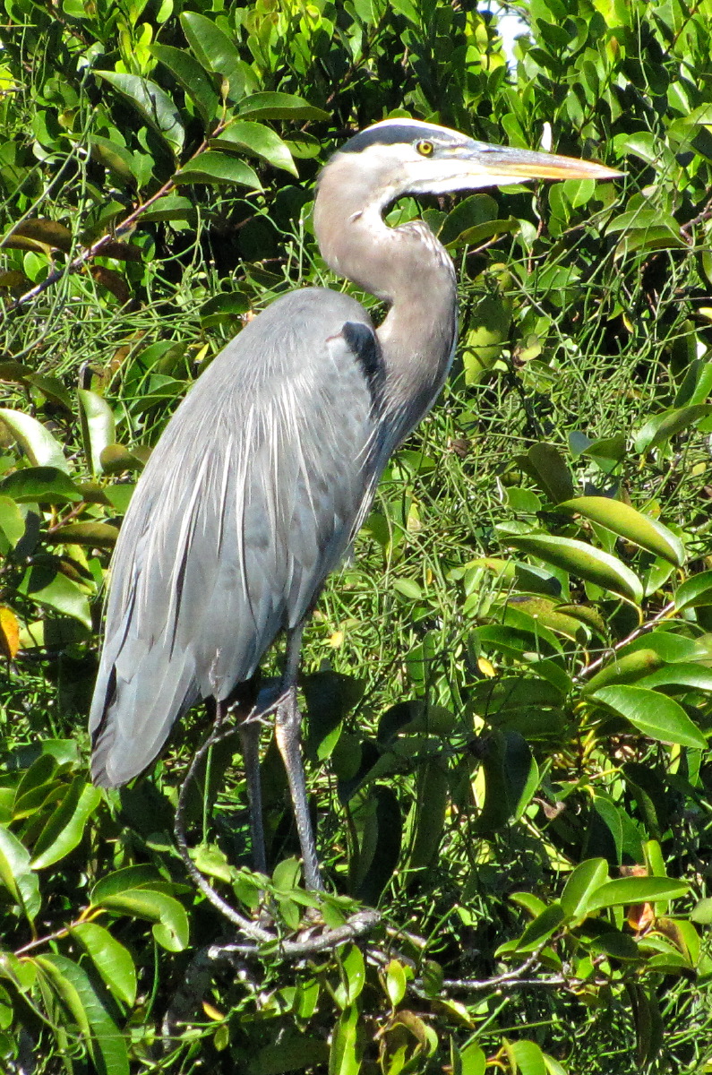 IMG_4729.JPG