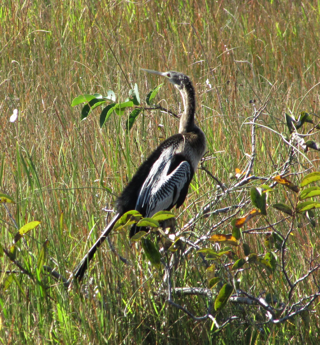 IMG_4894.JPG
