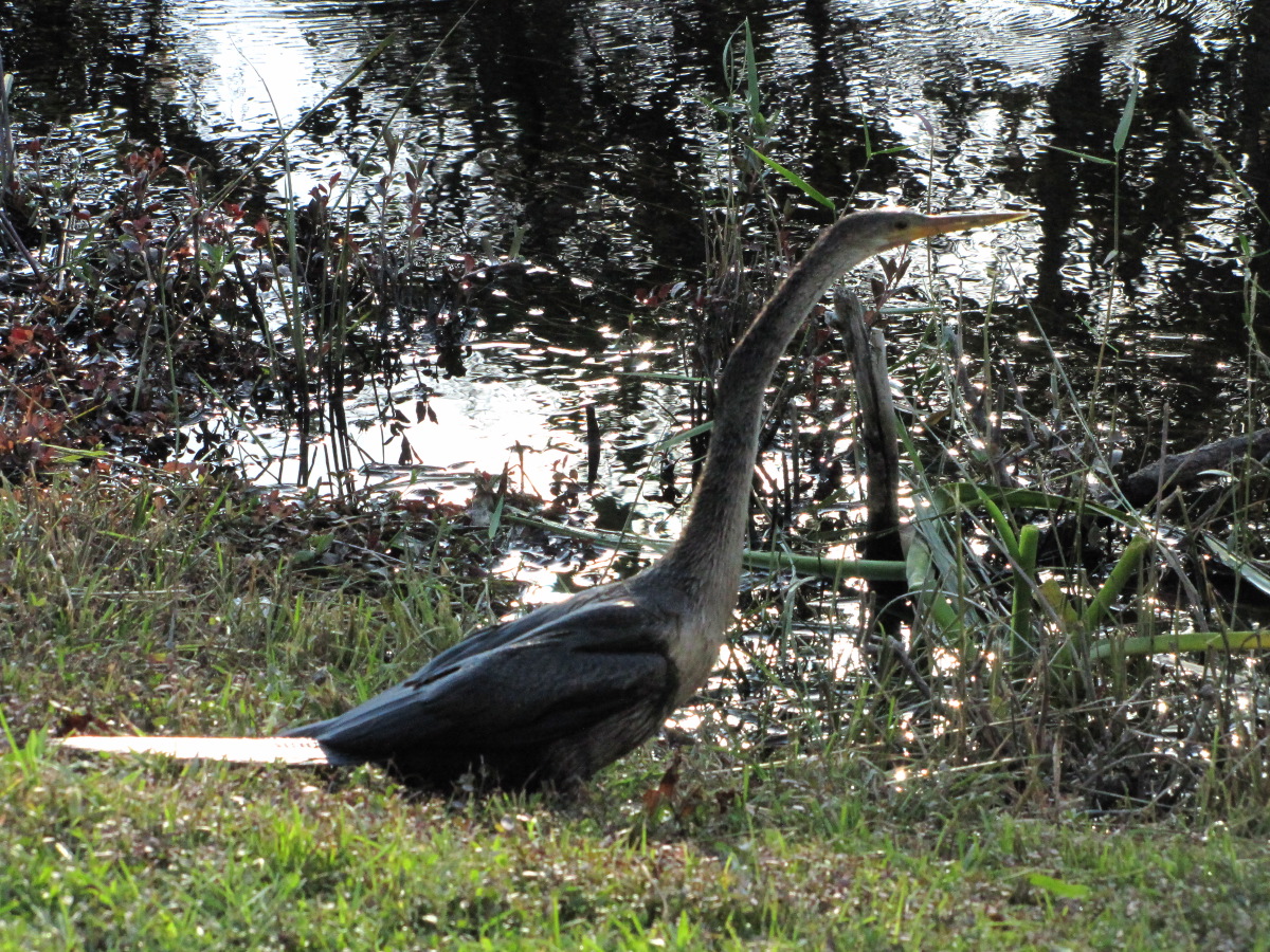 IMG_4932.JPG