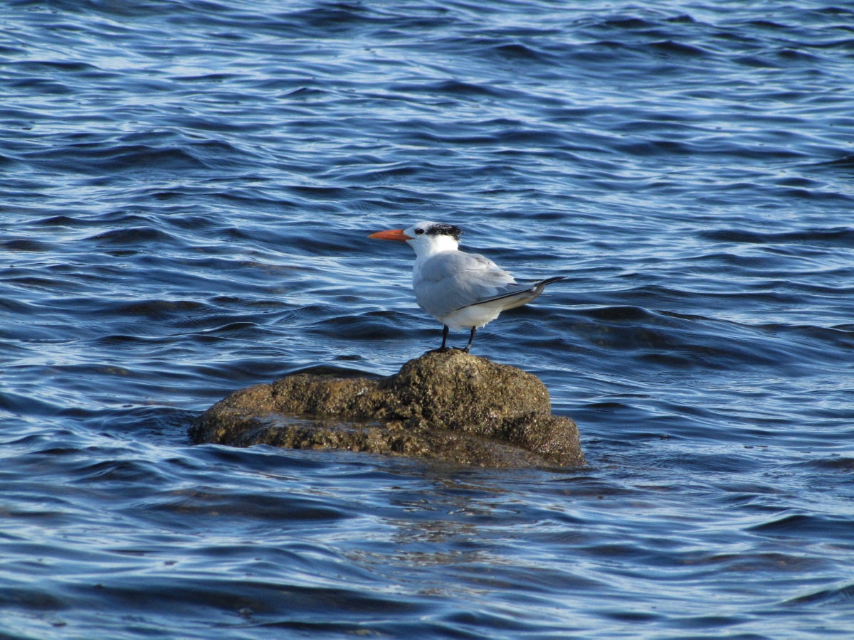 IMG_5237.JPG