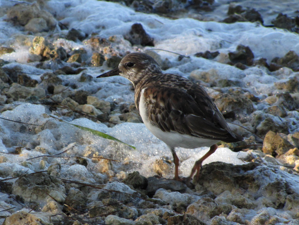 IMG_5290.JPG