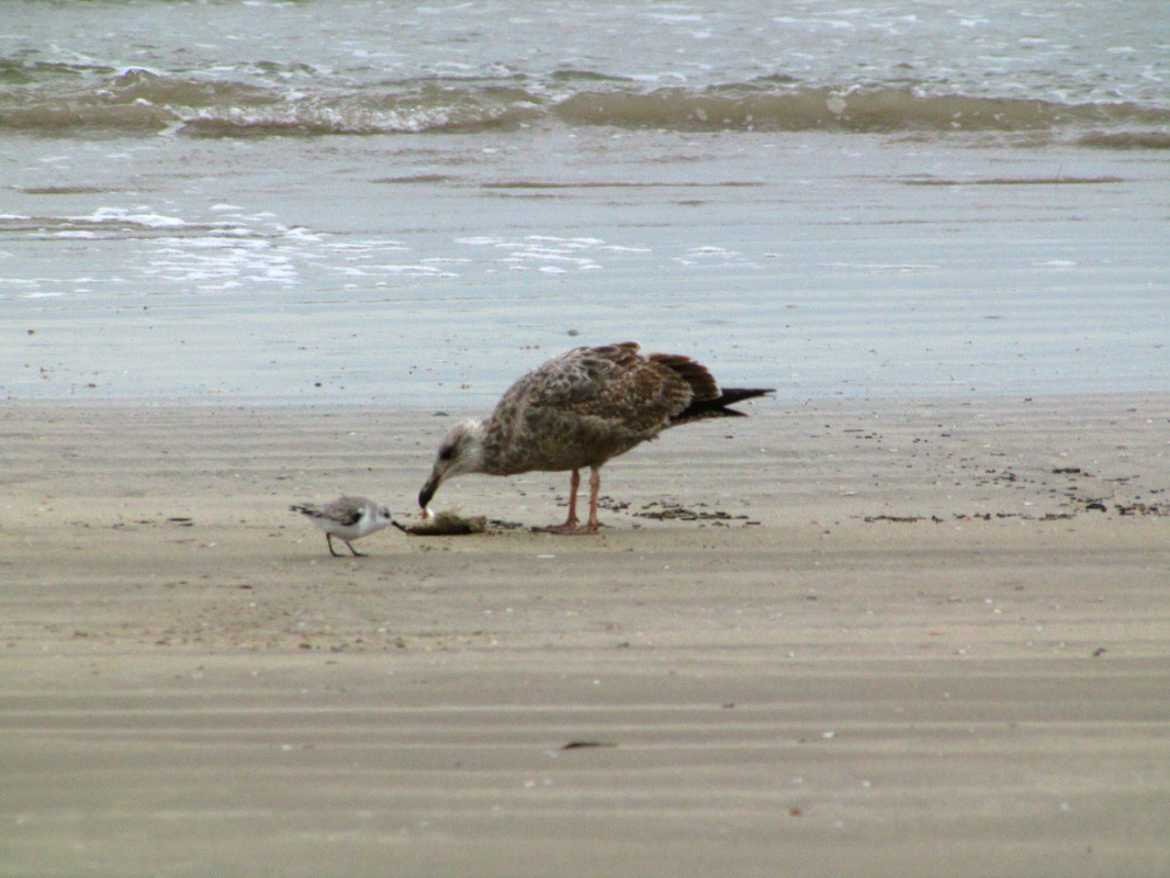 IMG_8750.JPG