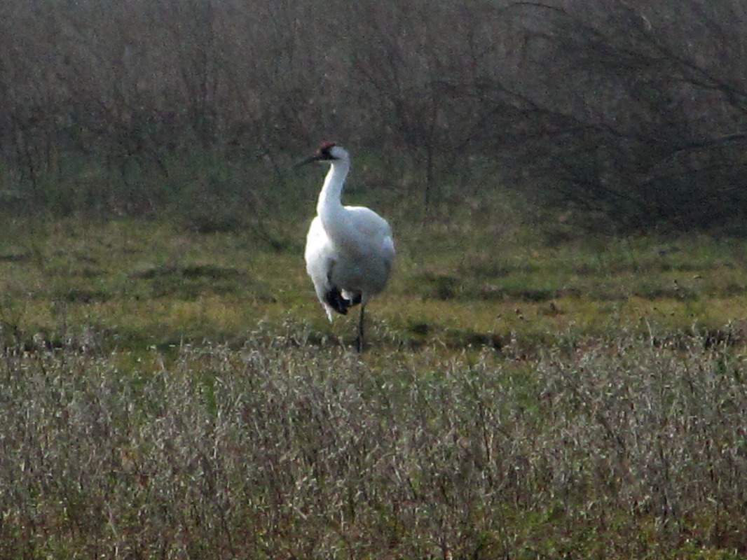 IMG_9611.JPG