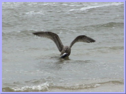 IMG_8745.JPG