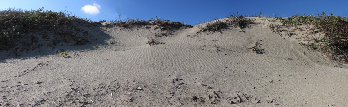 PINS-SandDune.jpg