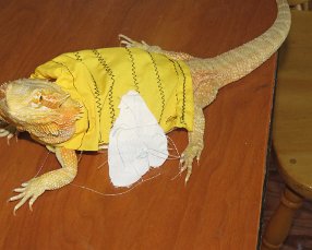 IMG_5880 Bearded Dragon as a Bee