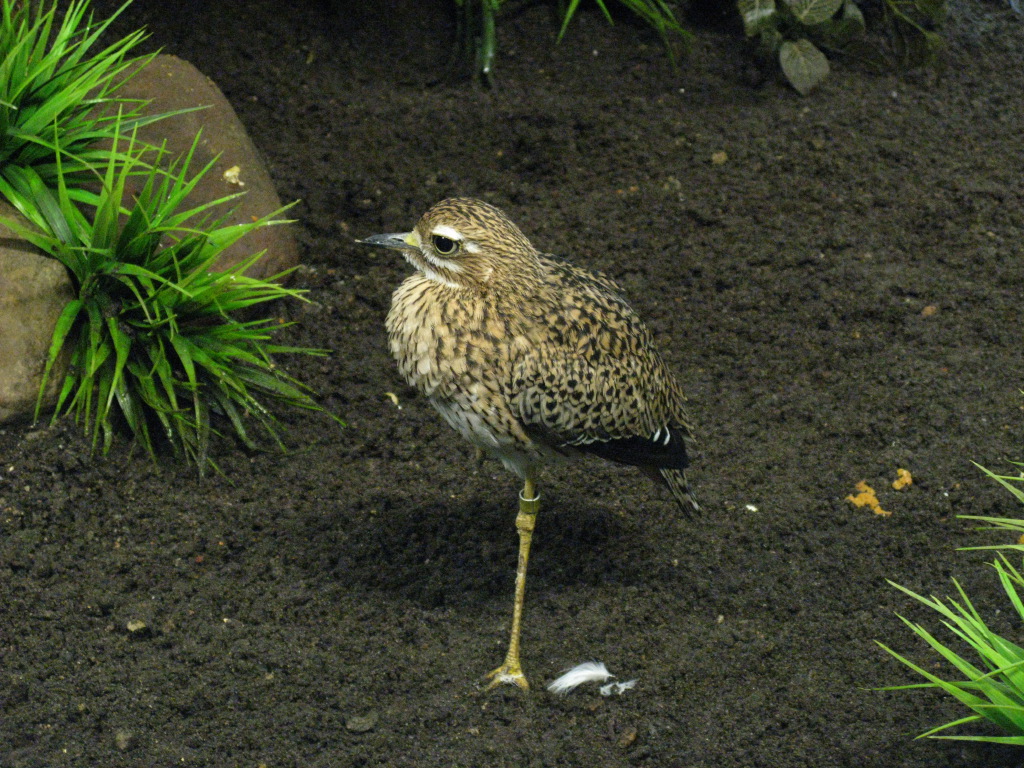 IMG_5058.JPG