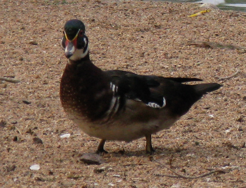 IMG_5243_10.JPG