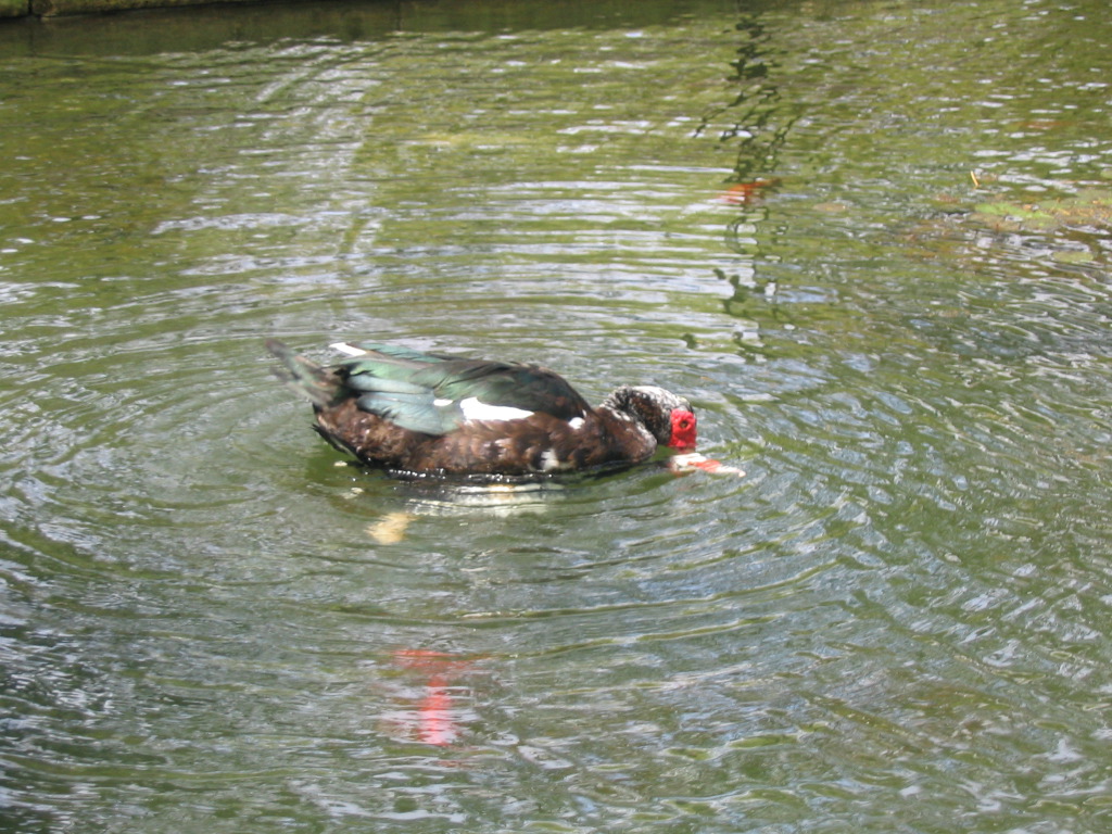 IMG_7075.JPG