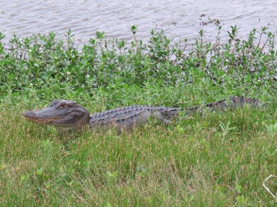 LA-NWR Big Branch Marsh, Atchafalaya Basin, and Cameron Prarie NWR