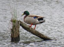 IMG_8600 Mallard, Boy Scout Road Boardwalk, Big Branch Marsh NWR, LA