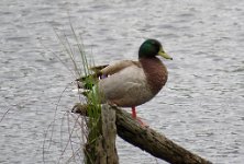 IMG_8606 Mallard, Boy Scout Road Boardwalk, Big Branch Marsh NWR, LA