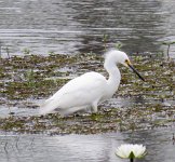IMG_8609 Snowy Egret, Boy Scout Road Boardwalk, Big Branch Marsh NWR, LA