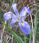 IMG_8616 Iris, Boy Scout Road Boardwalk, Big Branch Marsh NWR, LA