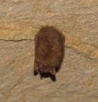 IMG_8515 Bat, Rickwood Caverns State Park, AL