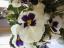 aut_4914.jpg