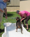 IMG 1288  "Mike", League City Animal Shelter, League City, TX