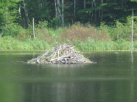 IMG 4639  Beaver Lodge, Beaver Pond,  Acadia NP