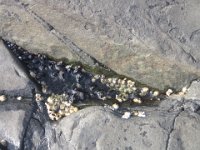 IMG 4868  Tidal Pools, Schoodic Point, Acadia NP