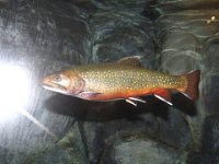 IMG 4511  Eastern Brook Trout at LL Bean Flagship store, Freeport, ME