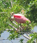 WallisvilleLakeProjectMay2017