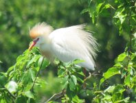 IMG 8916  Cattle Egret, Wallisville Lake Project, Wallisville, TX