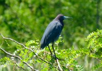 IMG 8918  Little Blue Heron, Wallisville Lake Project, Wallisville, TX