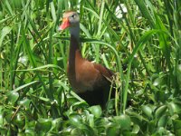 IMG 8941  Black Bellied Whistling Duck, Wallisville Lake Project, Wallisville, TX