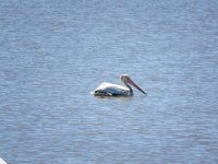 IMG 8964  Pelican, Wallisville Lake Project, Wallisville, TX