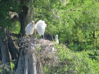 IMG 8982  Egret Nest, Wallisville Rookery, Wallisville Lake Project, Wallis