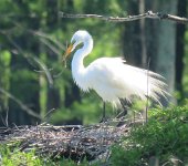 IMG 8990  Egret, Wallisville Lake Project Rookery, Wallisville, TX