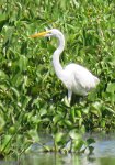 IMG 9023  Great Egret, Wallisvile Lake Project Rookery, Wallisville, TX
