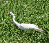 IMG 9025  Great Egret, Wallisvile Lake Project Rookery, Wallisville, TX