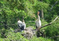IMG 9032  baby Anhingas, Wallisville Lake Project Rookery, Wallisville, TX