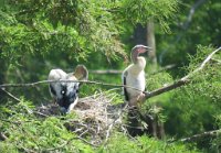 IMG 9036  Baby Anhingas, Wallisvile Lake Project Rookery, Wallisville, TX