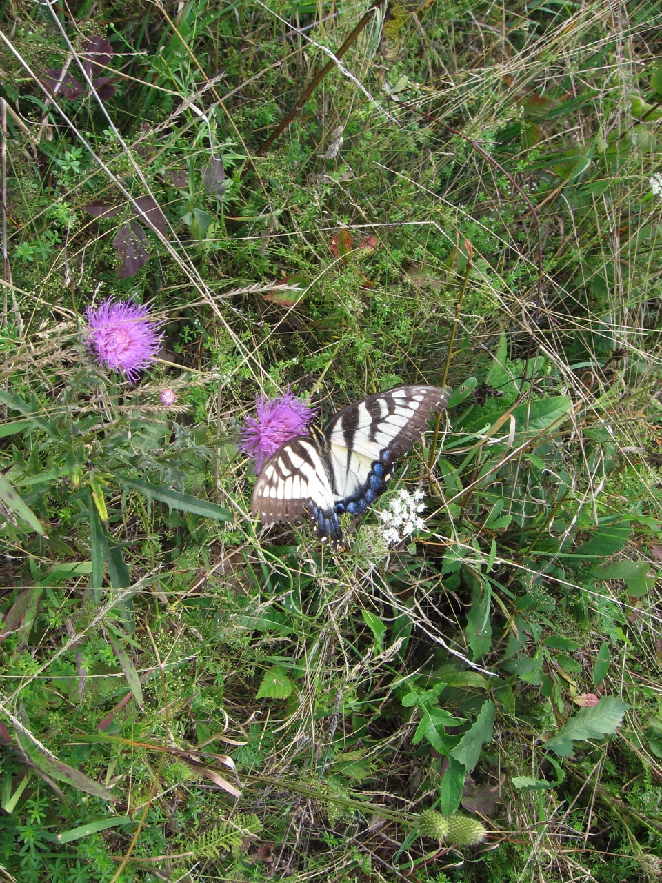 IMG_7912.JPG