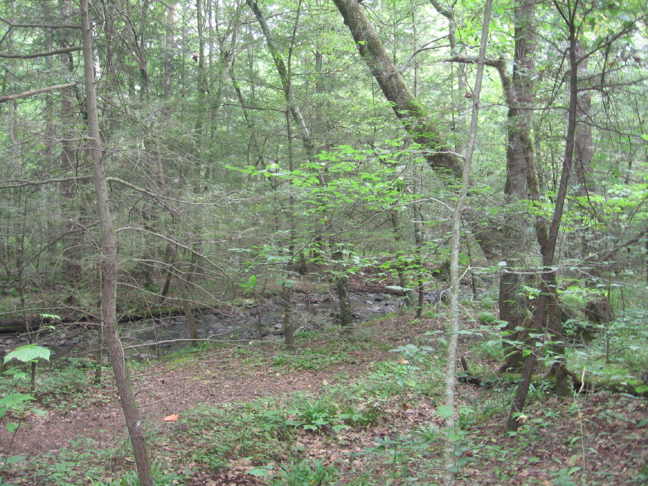 IMG_8219.JPG