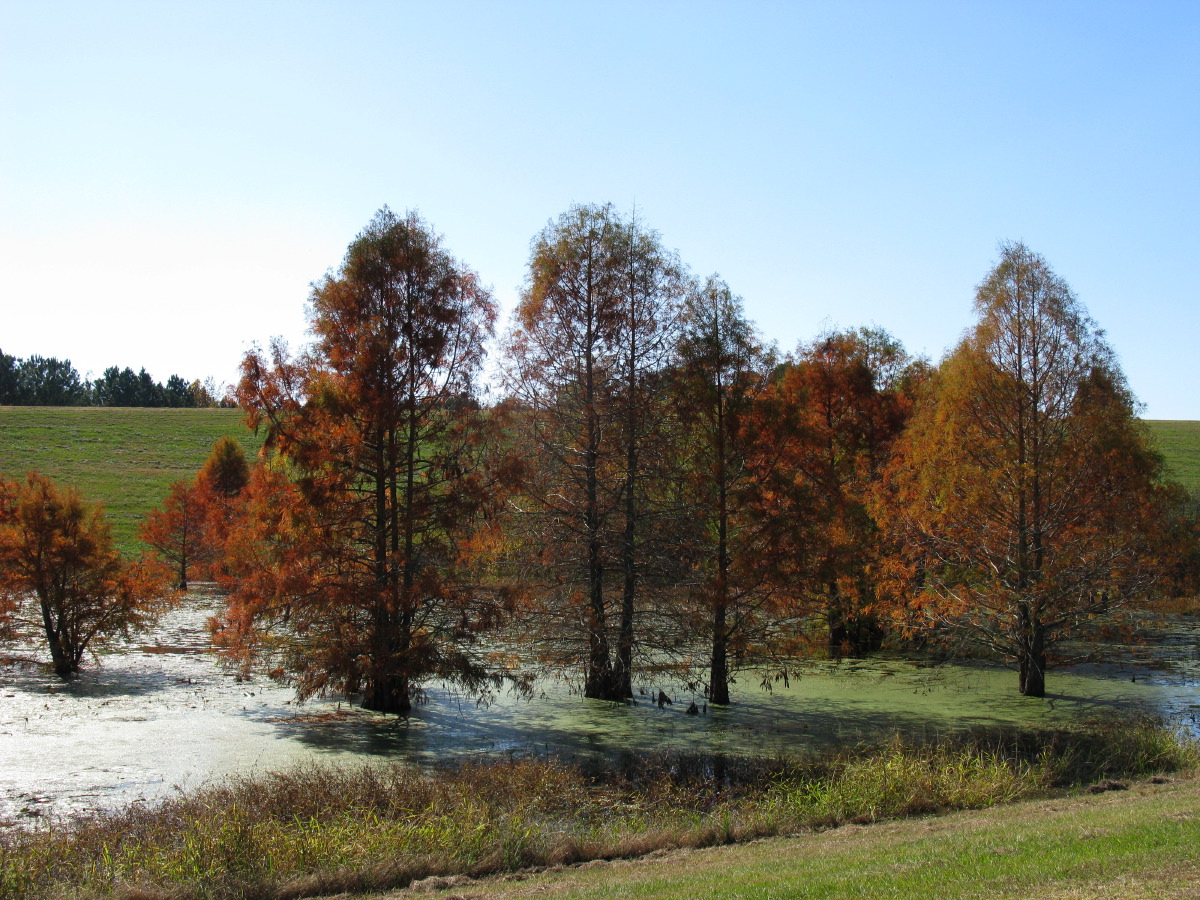 IMG_1567.JPG