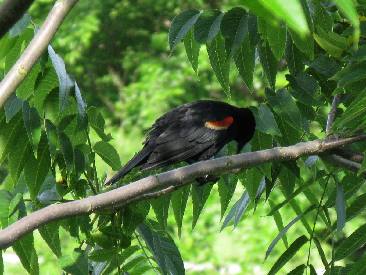 IMG_6294.JPG