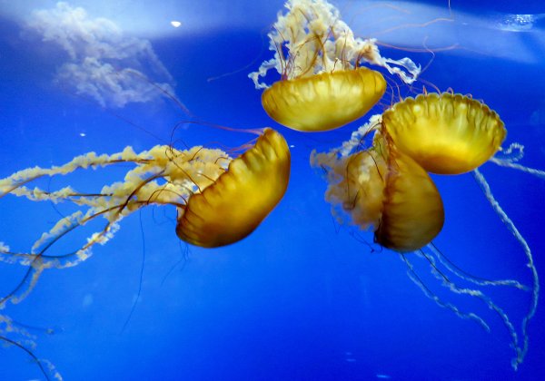 Moody Gardens Mar 2019