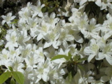 5-Other-03.JPG